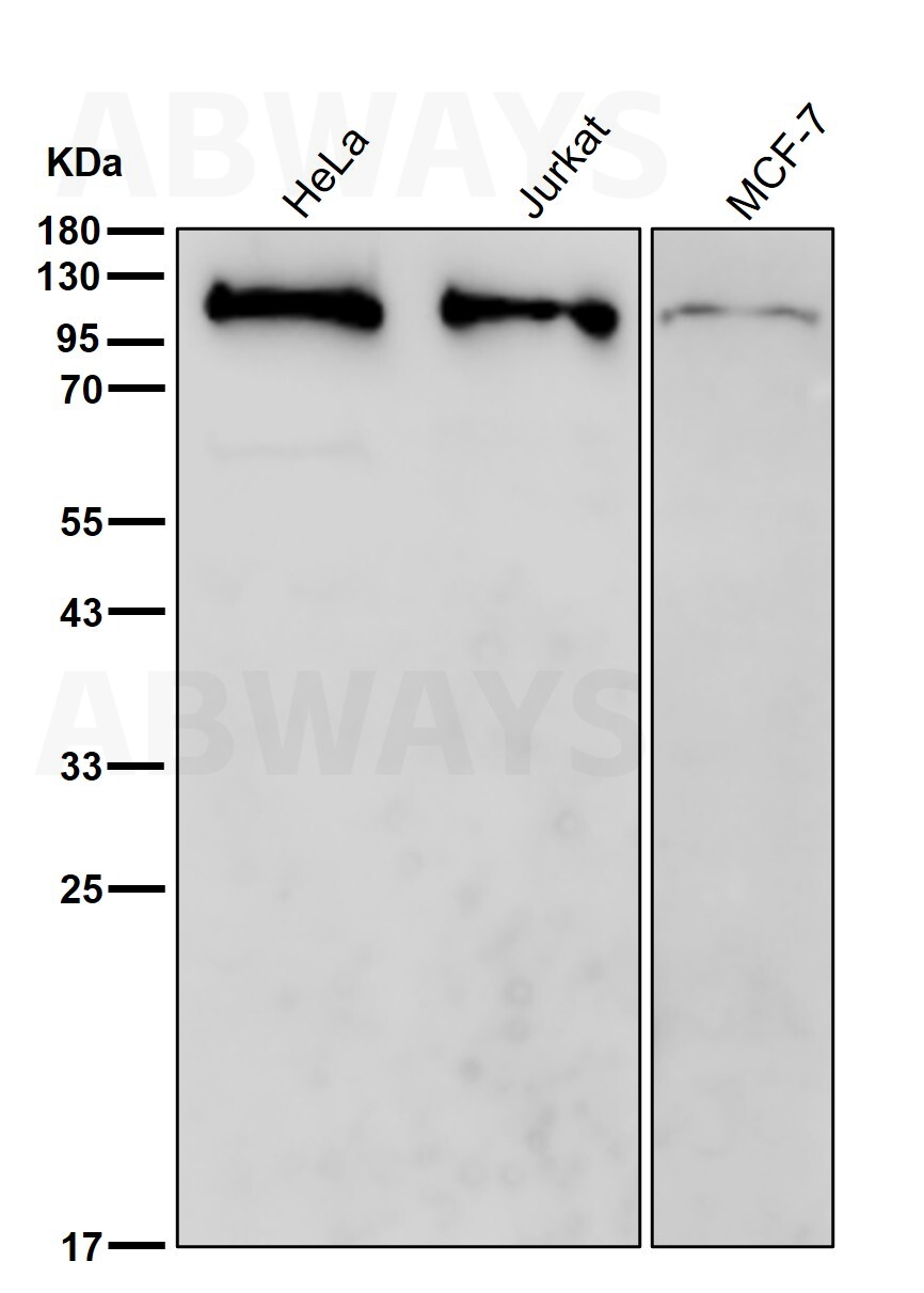 RNF20 Ab