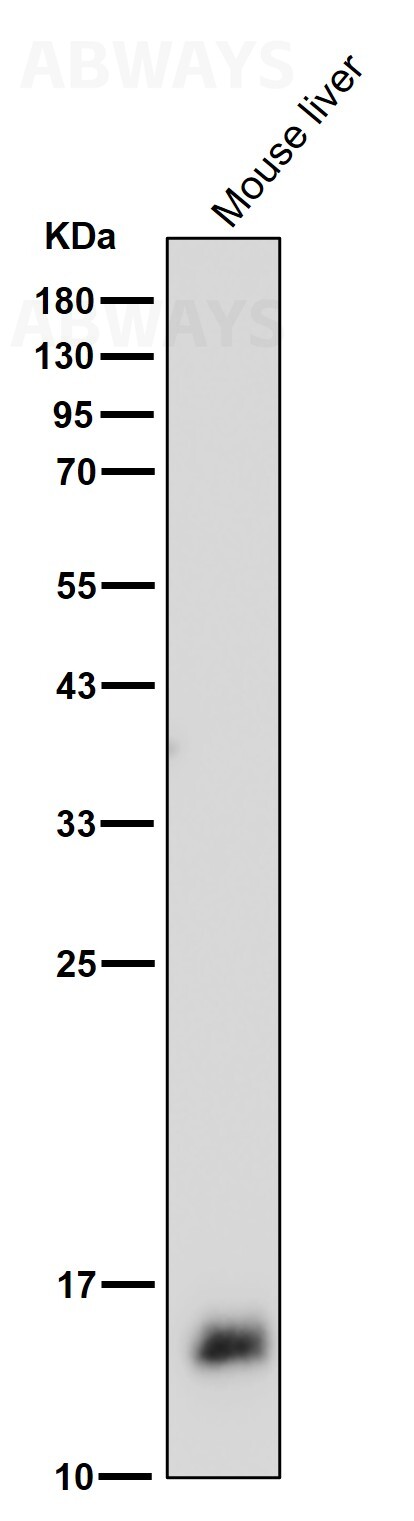 p-Histone H3.3 (S31) Ab