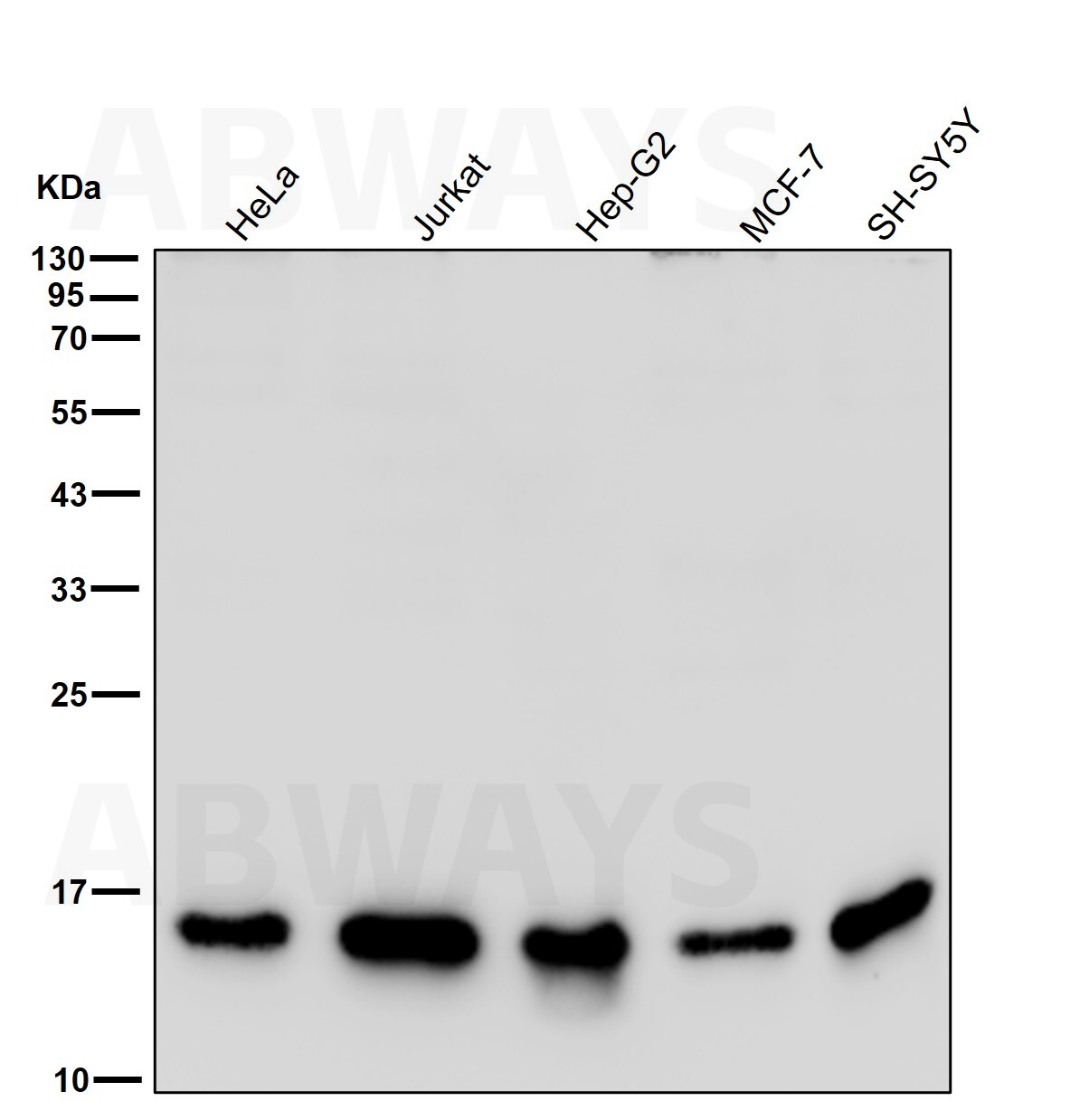 p-Histone H3.3 (S31) Ab