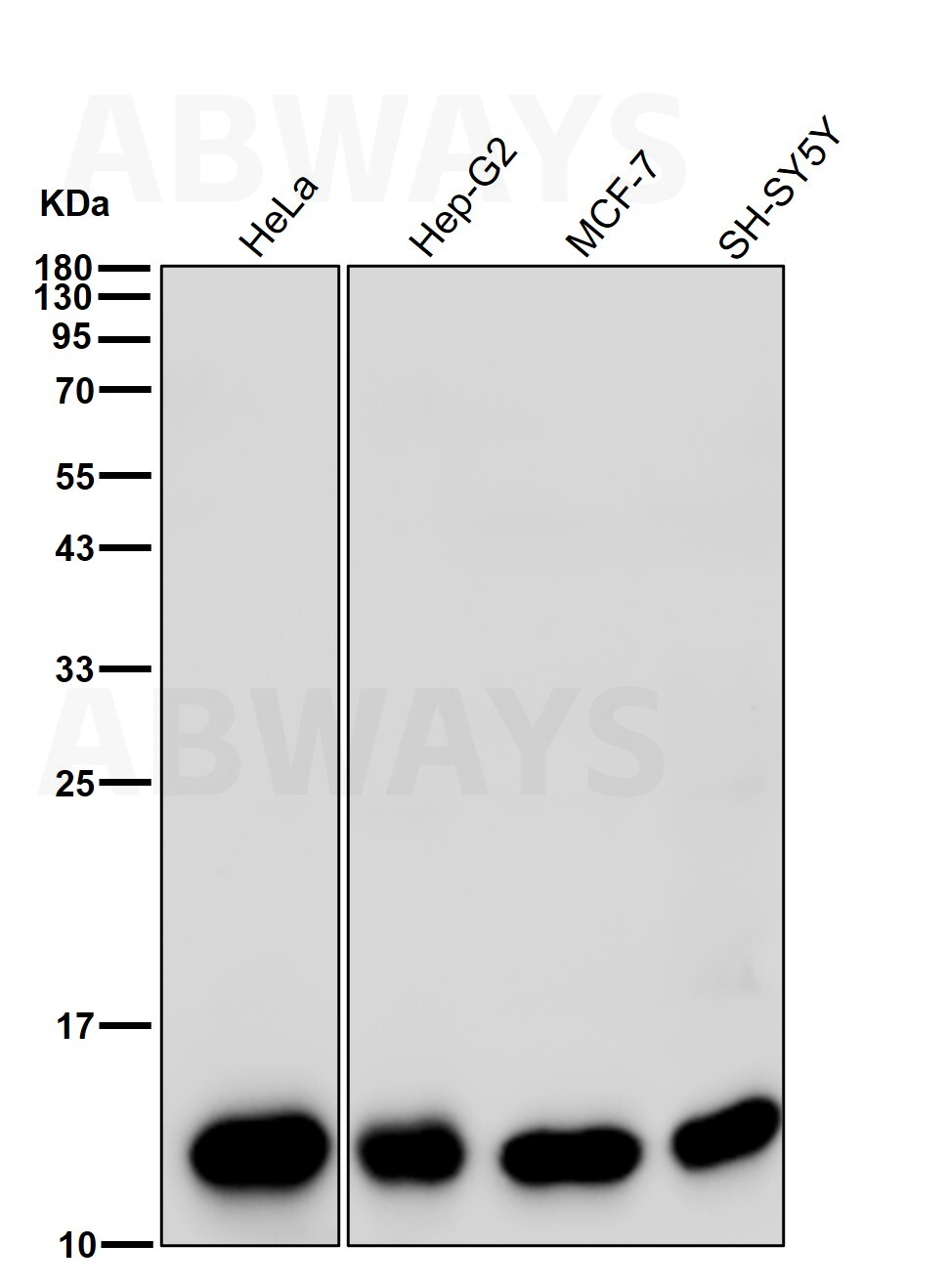 Galectin 1 Ab