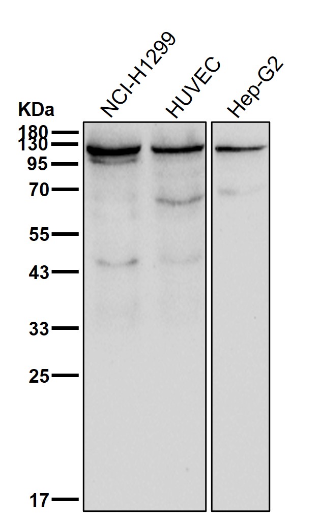 PI3 kinase p110 beta Ab