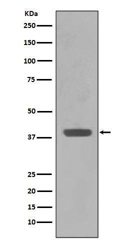 Maltose binding protein Ab