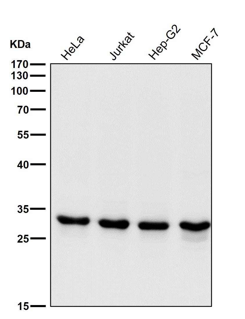CDK1 Ab
