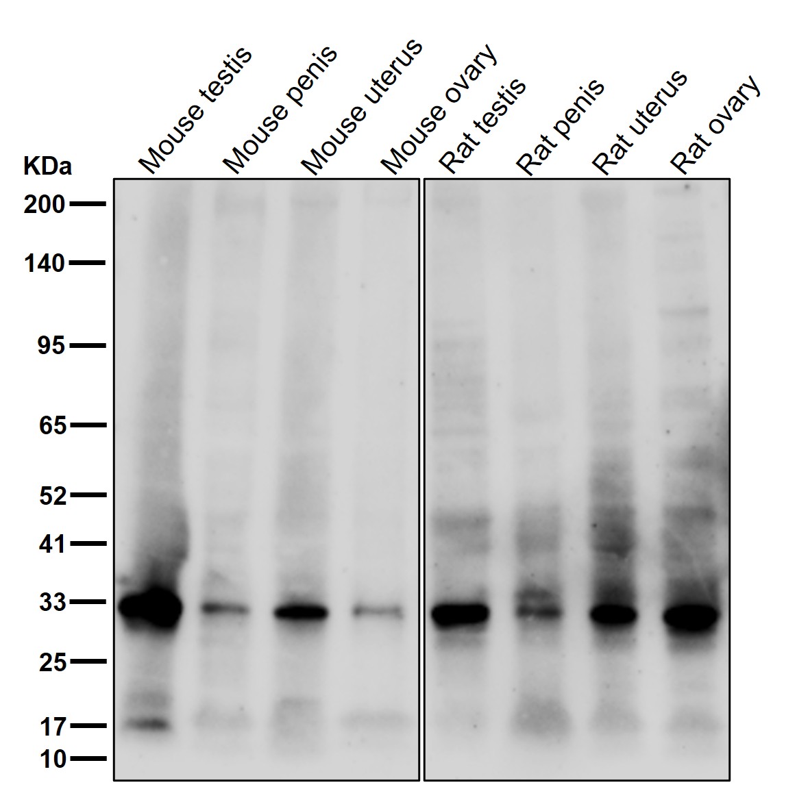 CDK1 Ab