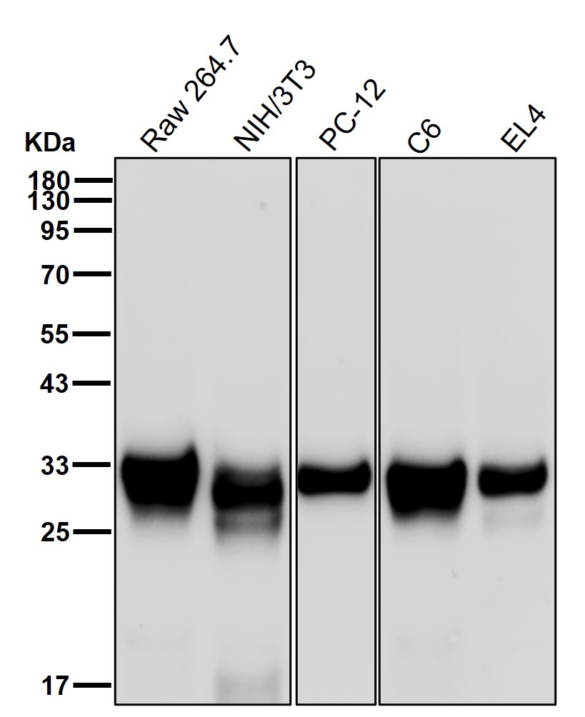 CDK1 Ab