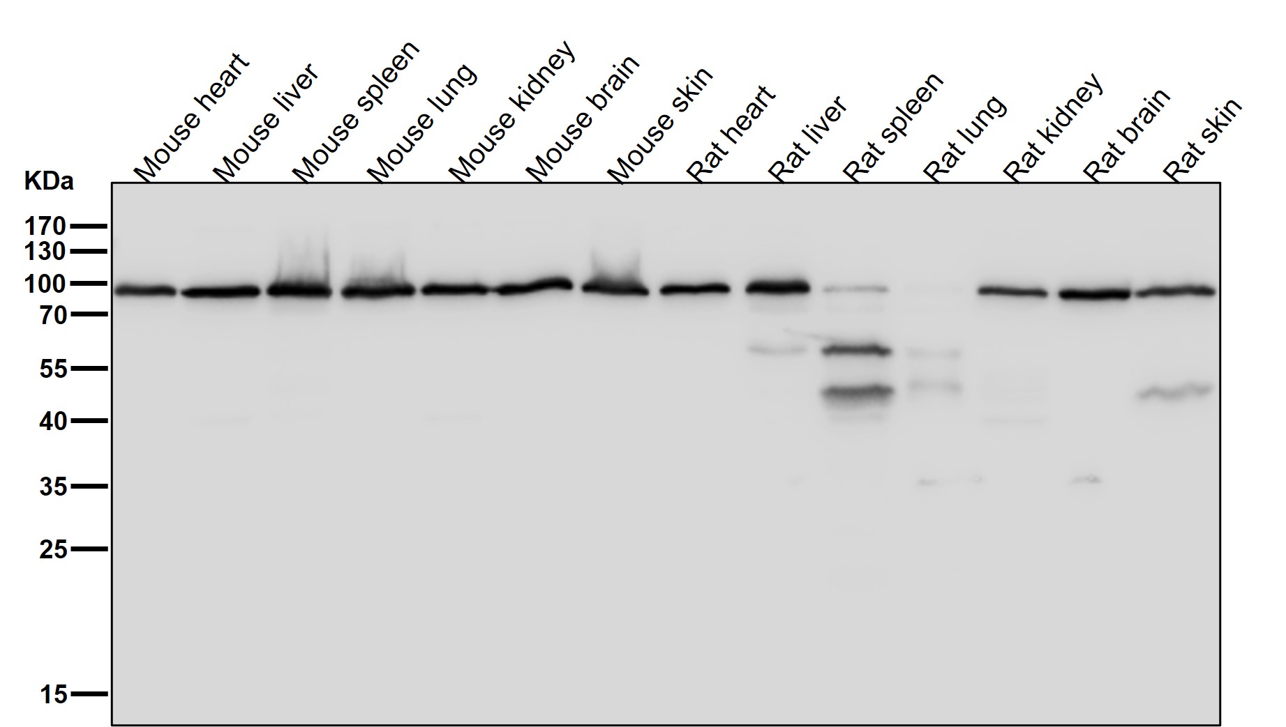 Hsp90 beta Ab