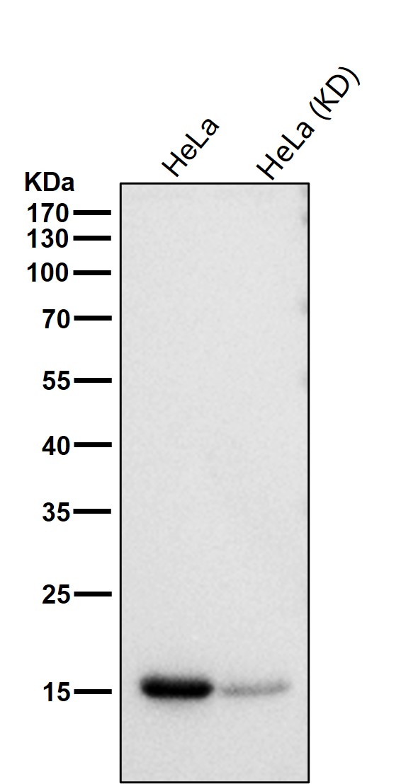 Acetyl-Histone H3 (K56) Ab