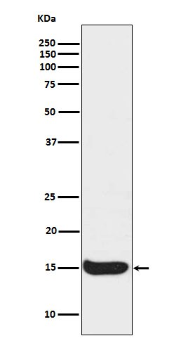 Acetyl-Histone H3 (K56) Ab