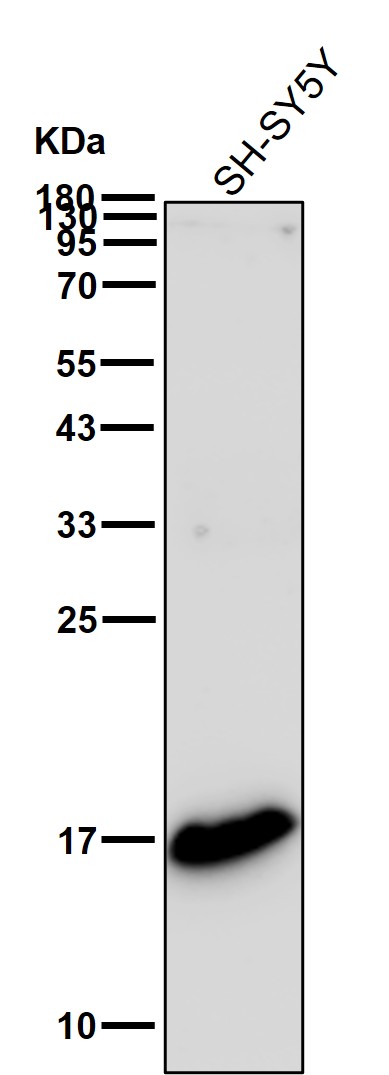 p-Histone H3 (S10) Ab