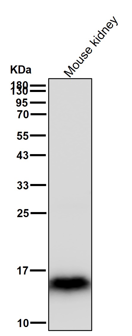 p-Histone H3 (S10) Ab