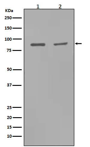 MMP9 Ab