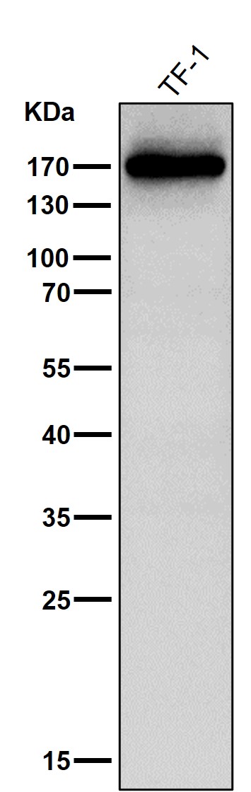 CD11b Ab
