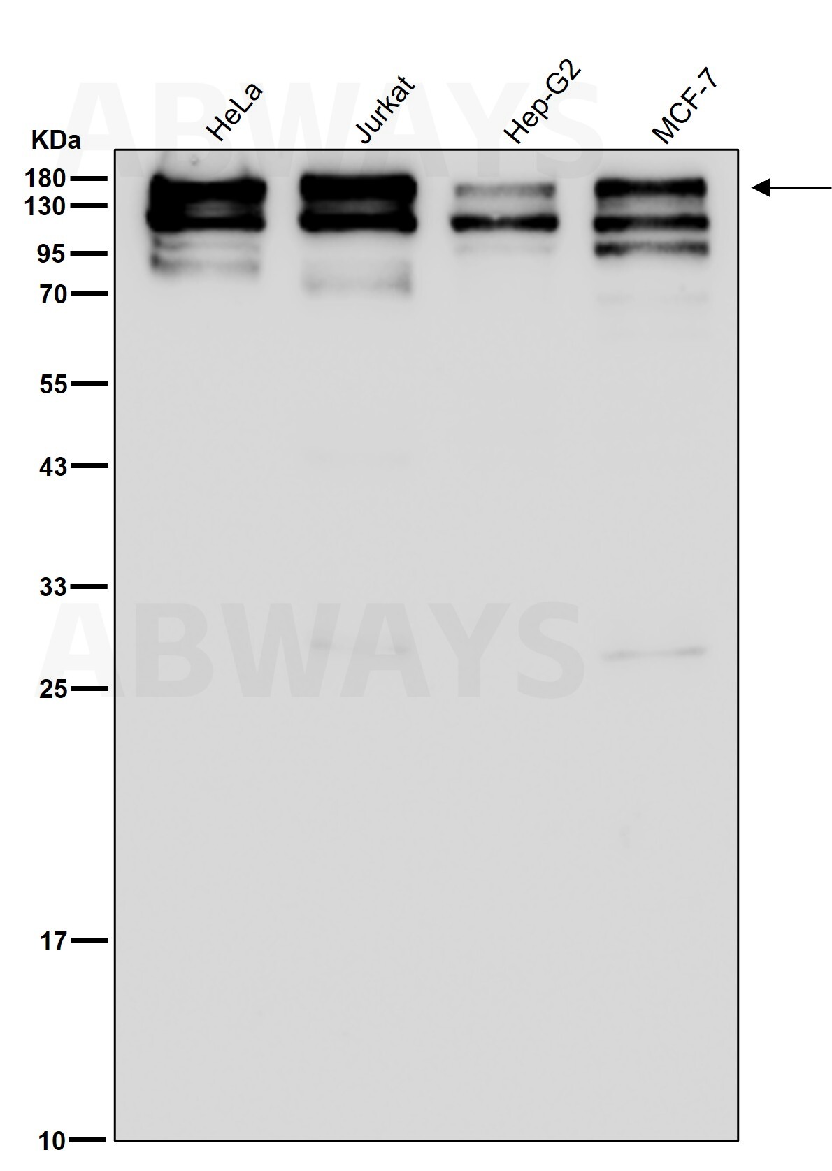 TATA element modulatory factor Ab