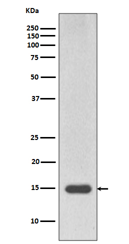 MonoMethyl-Histone H3 (R17) Ab