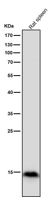 MonoMethyl-Histone H3 (R17) Ab