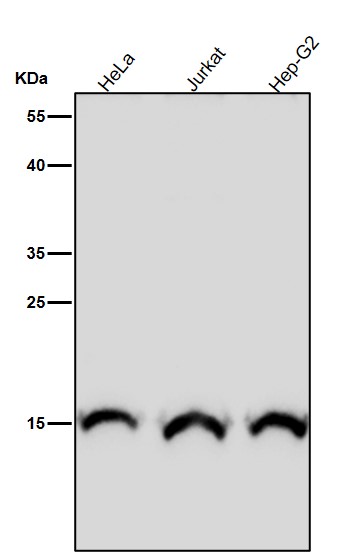 MonoMethyl-Histone H3 (R17) Ab