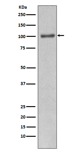 PI3 kinase p110 alpha Ab