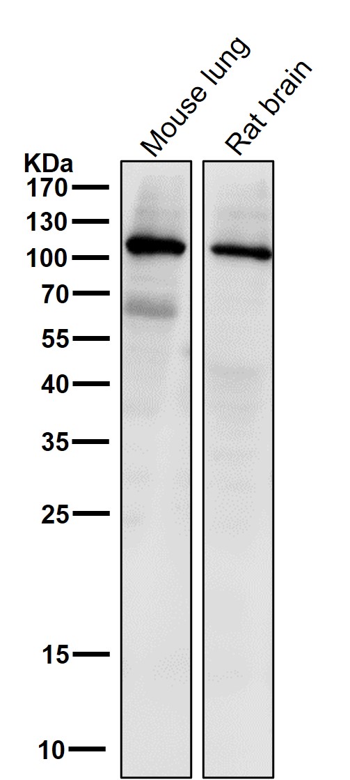 PI3 kinase p110 alpha Ab