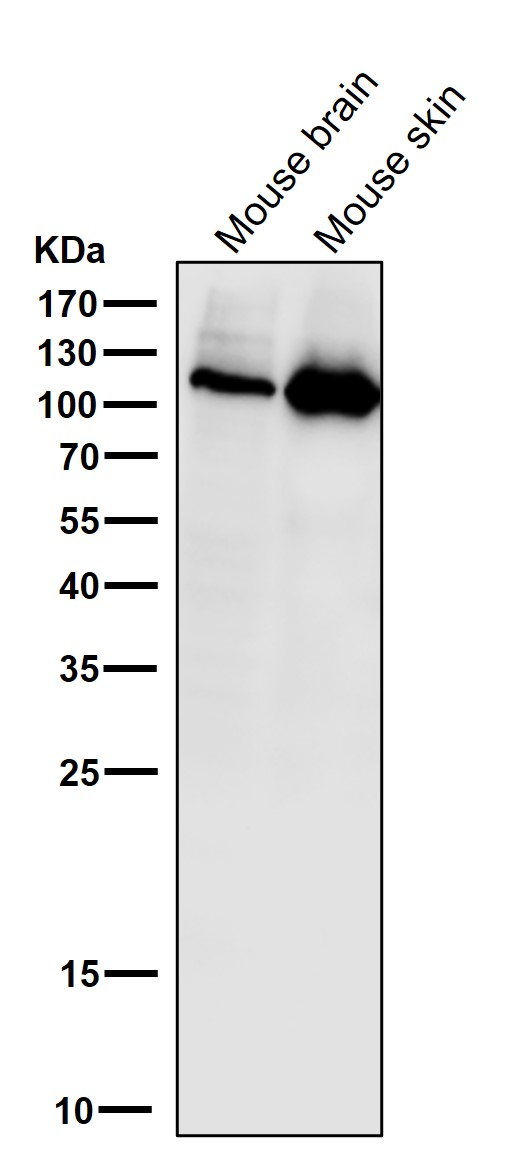 PI3 kinase p110 alpha Ab