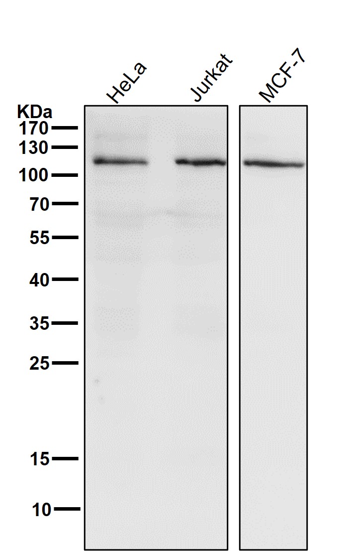 PI3 kinase p110 alpha Ab
