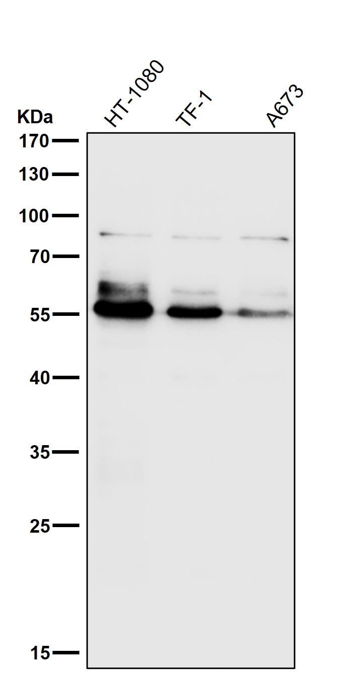 MMP14 Ab