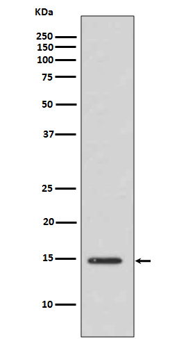 Acetyl-Histone H3 (K14) Ab
