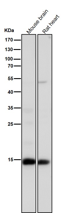 Acetyl-Histone H3 (K14) Ab