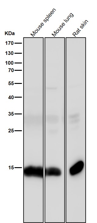 Acetyl-Histone H3 (K14) Ab