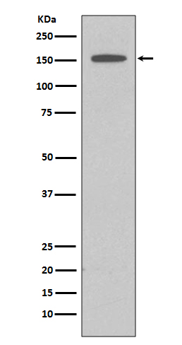 DAP kinase 1 Ab
