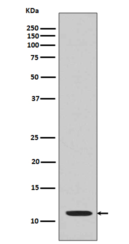 Acetyl-Histone H4 (K16) Ab