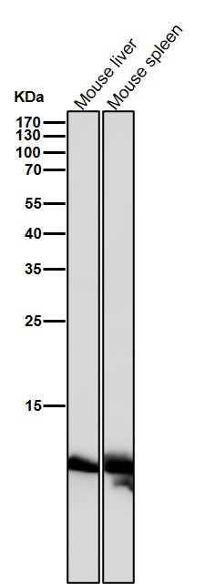 Acetyl-Histone H4 (K16) Ab