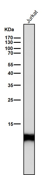 Acetyl-Histone H4 (K16) Ab
