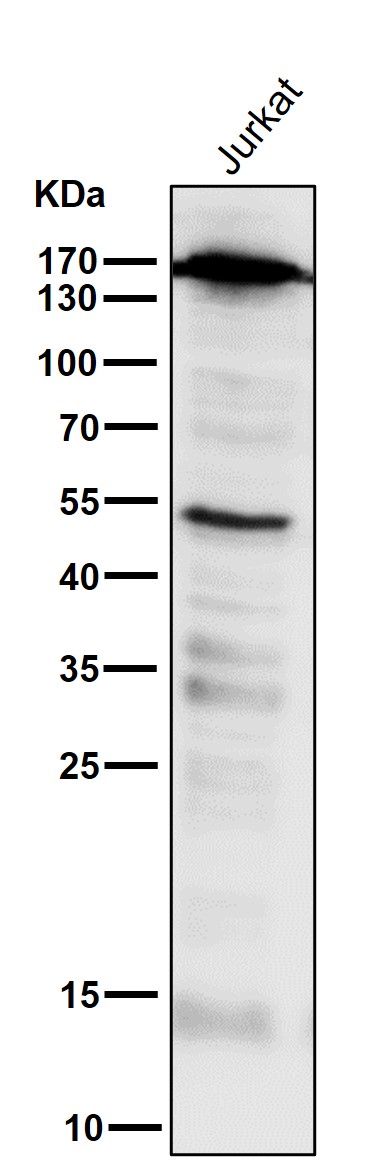 PELP1 Ab