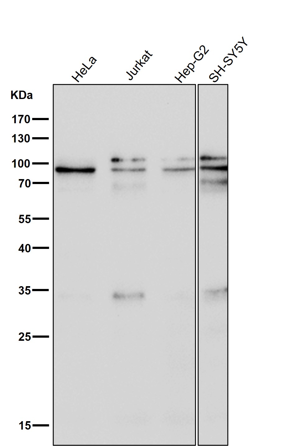 p-STAT3 (S727) Ab