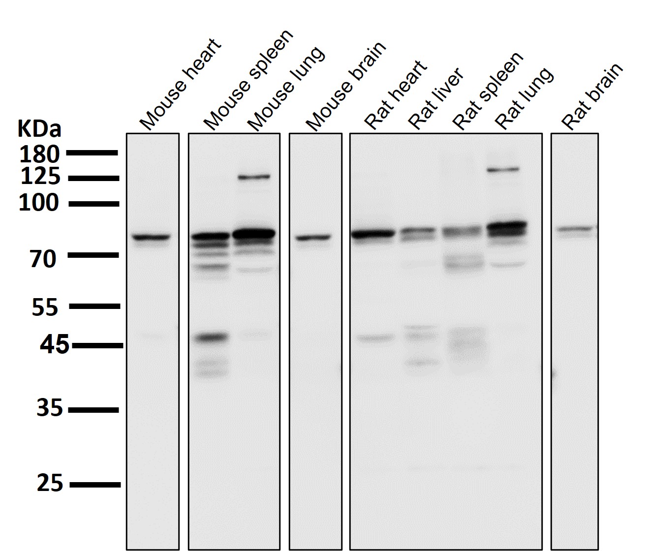 STAT3 Ab
