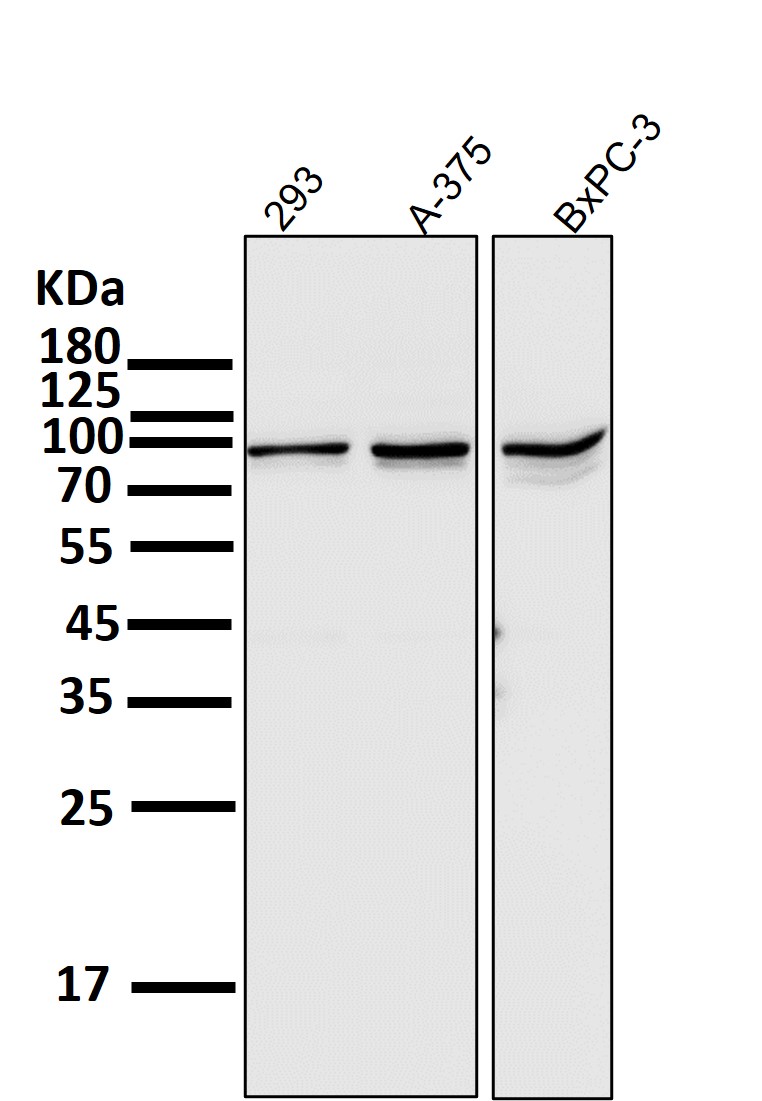 STAT3 Ab