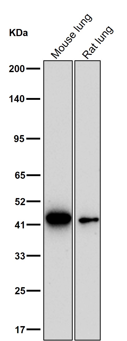 Cytokeratin 19 Ab