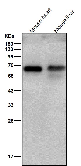 p70 S6 Kinase Ab