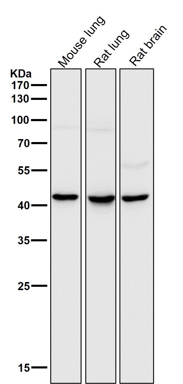 MMP12 Ab