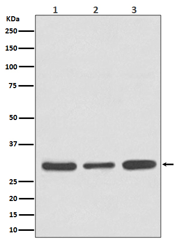 Caspase 3 Ab
