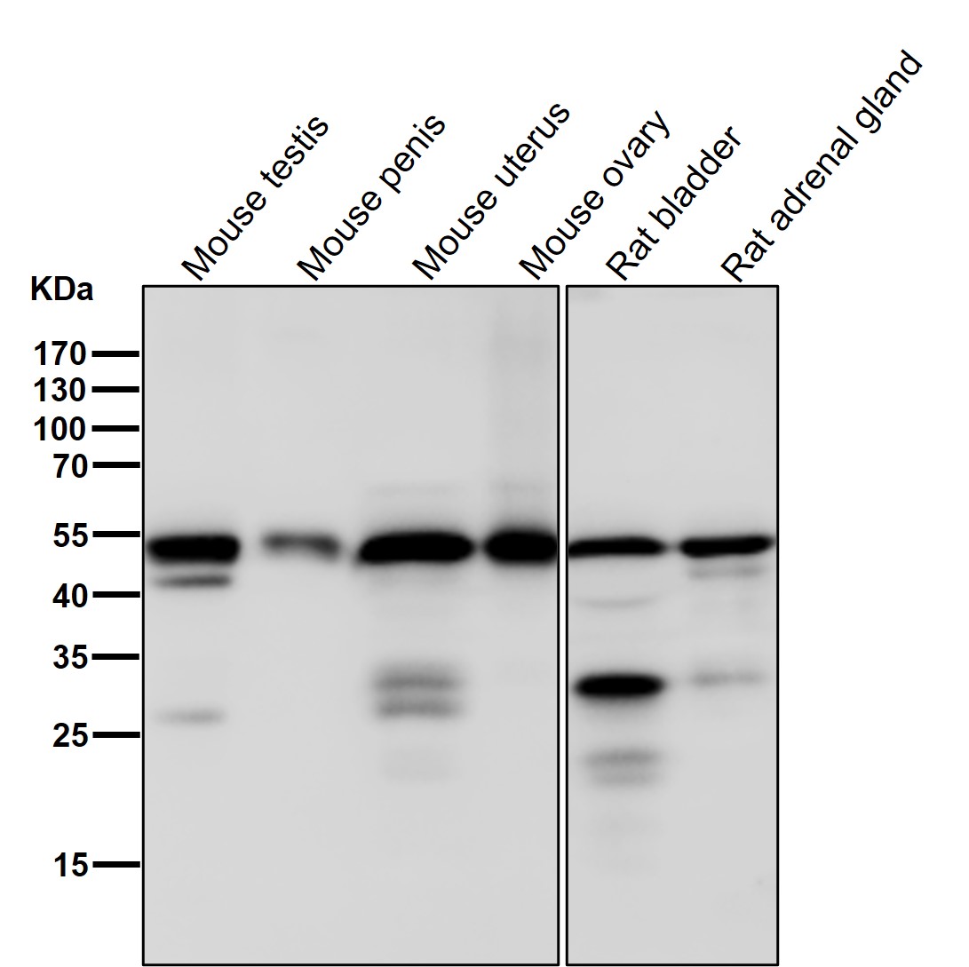 gamma 1 Tubulin Ab