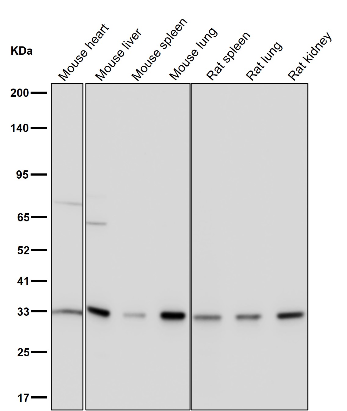 CDK5 Ab