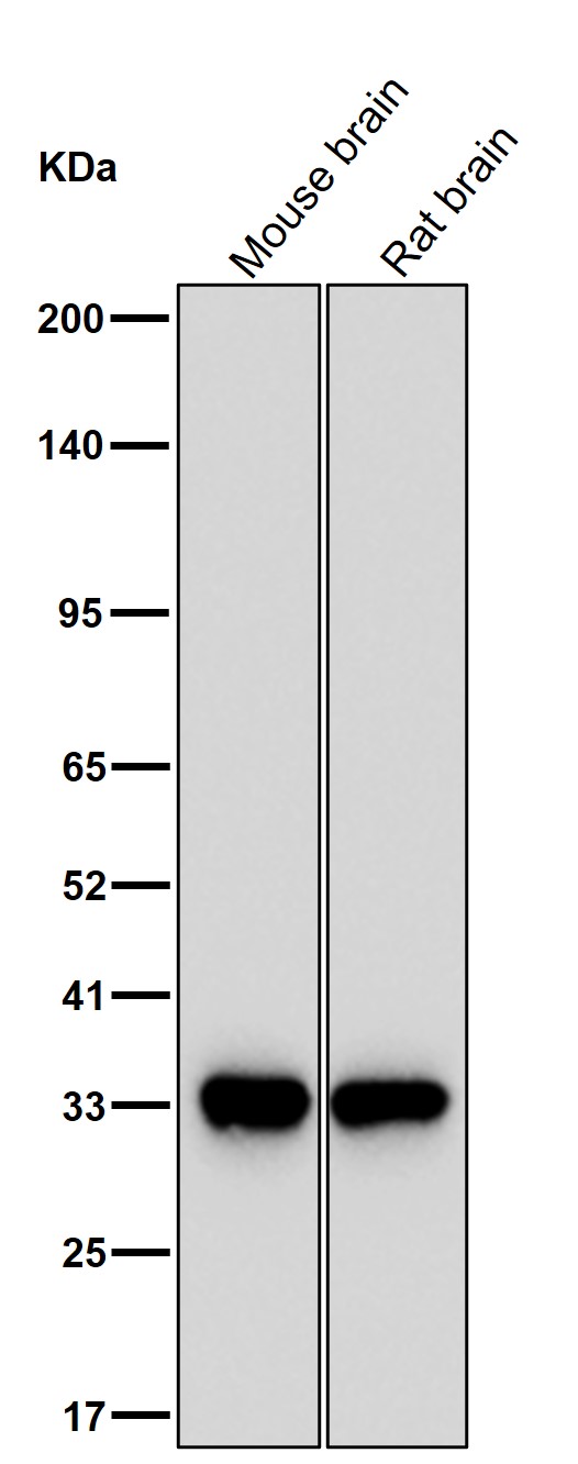 CDK5 Ab