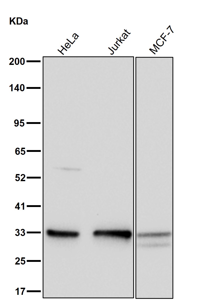 CDK5 Ab