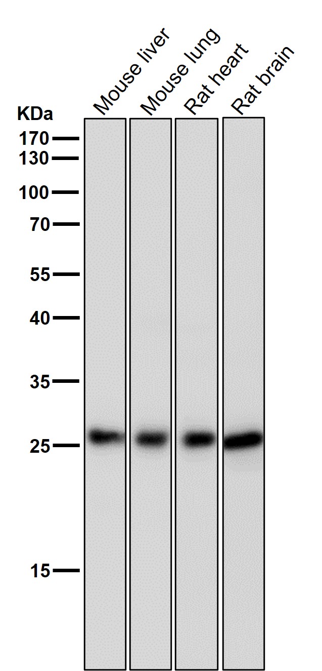 p-eIF4E (S209) Ab