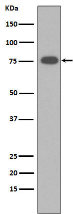 Vitronectin Ab