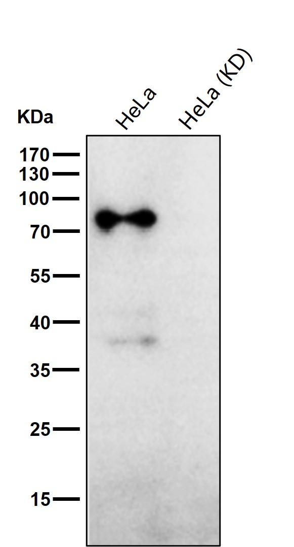PSIP1 Ab