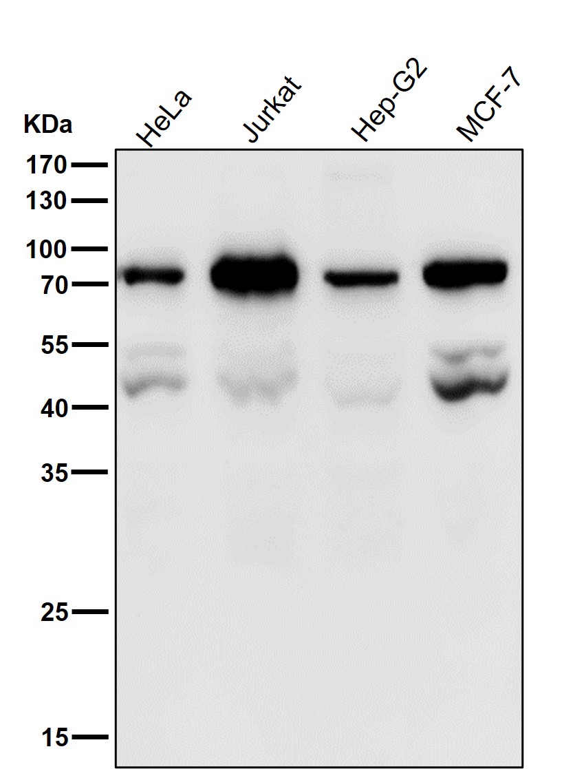 PSIP1 Ab