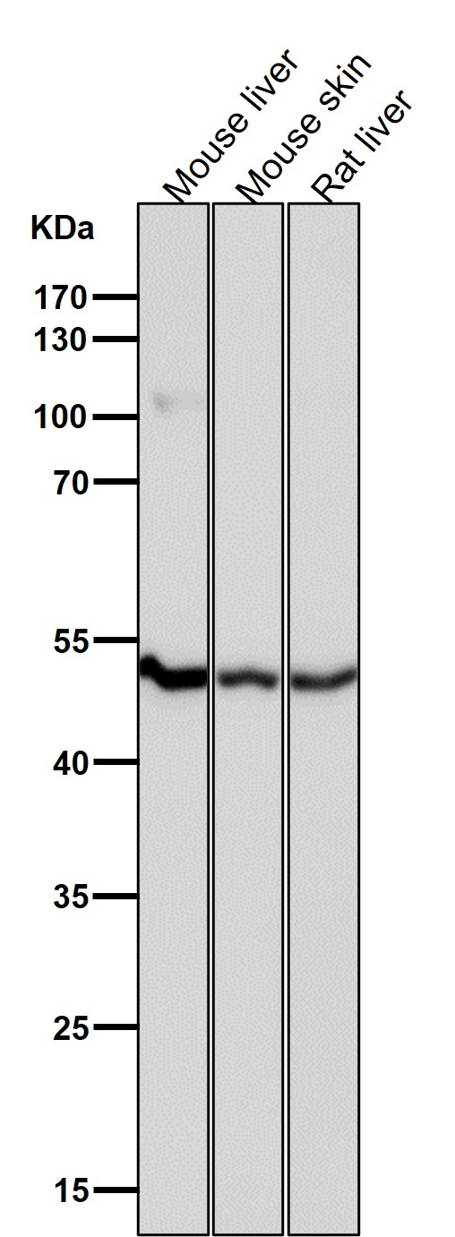 PSMC4 Ab