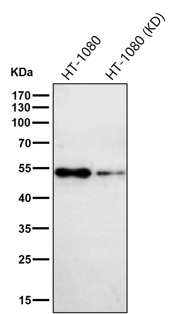 alpha 1B/4A Tubulin Ab